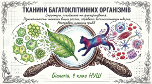 Презентація (ІІ частини), розробка уроку  на тему "Тканини багатоклітинних організмів. Структура, походження та функціонування. Різноманітність: тканини вищих рослин, справжніх багатоклітинних тварин. Несправжні тканини грибів". 9 клас НУШ. Соболь В.І.