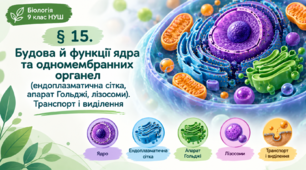 § 15. Будова й функції ядра та одномембранних органел (ендоплазматична сітка, апарат Ґольджі, лізосоми). Транспорт і виділення речовин у клітині. Внутрішньоклітинне травлення