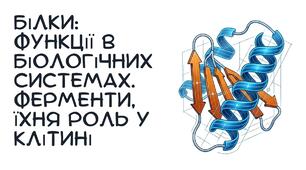 Презентація: "Білки: функції в біологічних системах.  Ферменти, їхня роль у клітині"біологія 9 клас НУШ