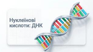 Презентація: "Нуклеїнові кислоти: ДНК" біологія 9 клас НУШ