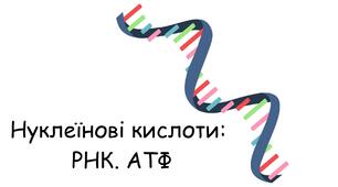 Презентація: "Нуклеїнові кислоти: РНК. АТФ" біологія 9 клас НУШ