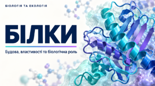 Білки: будова, властивості та біологічна роль