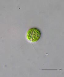 File:Chlamydomonas globosa - 400x.jpg