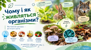 Презентація «Чому і як живляться організми» | Пізнаємо природу, 6 клас (за підручником Дарії Біди)