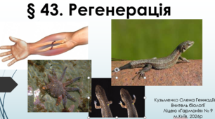 § 43. Регенерація (11 проф.)