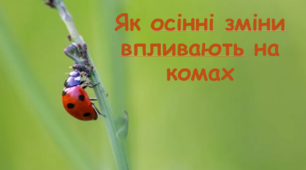 Як осінні зміни впливають на комах