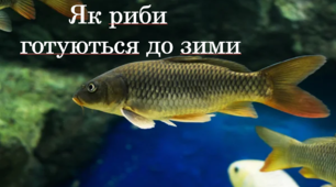 Як риби готуються до зими